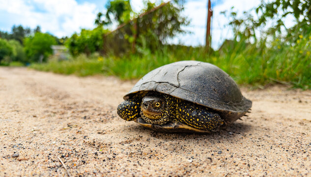 Turtle walks on a sunny path. A turtle moves slowly on a dirt path surrounded by grass and trees. It is daytime with some clouds in the sky.