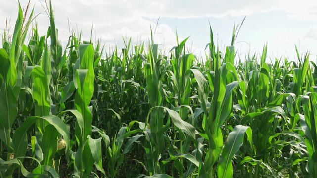 Fresh green maize plants growing in a corn field on a sunny summer day with fertile agricultural farmland