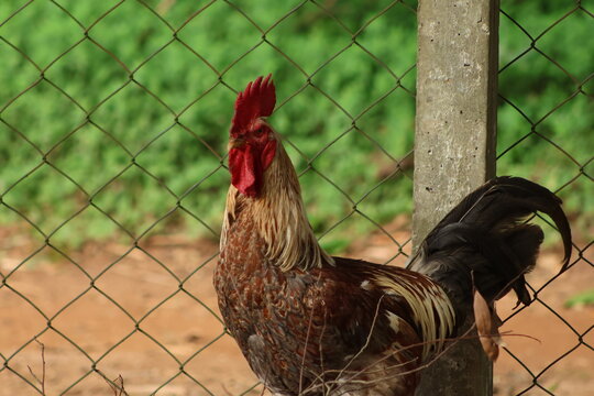 Galo de penas marrons e crista vermelha cacarejando 