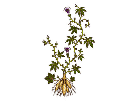 illustration of a cassava plant  featuring detailed tuberous roots, palmate leaves, branching stems, and delicate flowers in a vintage botanical style. This editable vector is ideal for agriculture