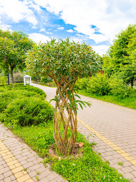 Unique tree design in a green park area. A tree with a twisted trunk stands in a park surrounded by grass and other plants. The sky is partly cloudy.
