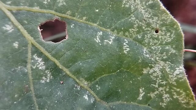 Top down macro shot focusing on a green leaf hole and white pest spots shifting slightly in the wind.