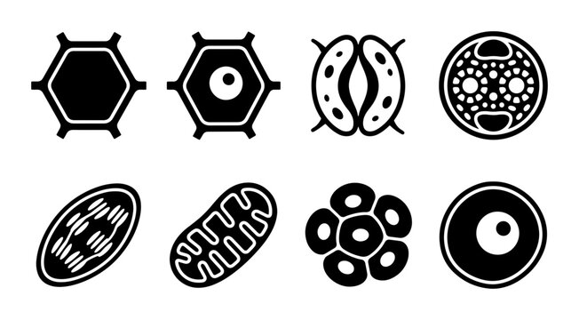 Cell Biology Icons: Plant and Animal Organelles, Stomata, Hexagonal Structures