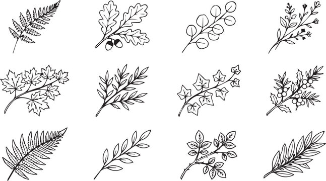Hand drawn forest leaves and fern branches vector botanical elements set