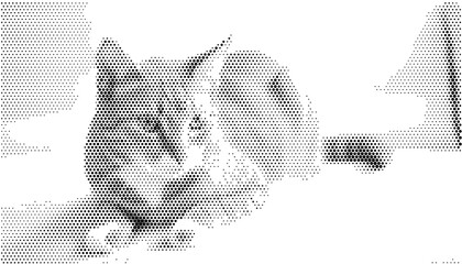 Monochrome black white dotted texture pattern background displaying cute funny domestic feline pet kitty kitten cat portrait. © Josnara