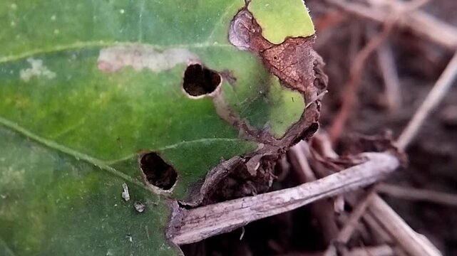 Macro close angle view of a decaying green leaf with dark withered holes and brown margins moving slowly.