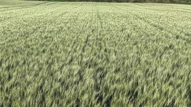 Lush green wheat field sways gently in the breeze, showcasing the continuous movement of stalks and blades. Agricultural concept. Aerial view
