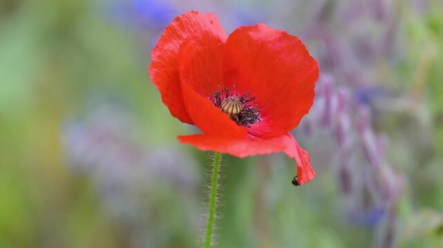 Corn poppy flower with a metalliuc bluish green flower beetle shaken by the wind. Papaver rhoeas, Borago officinalis, Psilothrix viridicoerulea, Indre-et-Loire 37, r&eacute;gion Centre, France, Europe