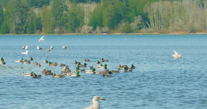 Wide angle scenic view of a large flock of mallard ducks (Anas platyrhynchos) floating on calm blue ocean water