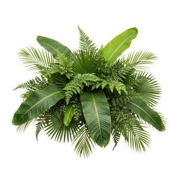 Lush arrangement of tropical foliage with banana leaves, feathery ferns, and fan-shaped palms isolated on a white background, botanical freshness atmosphere