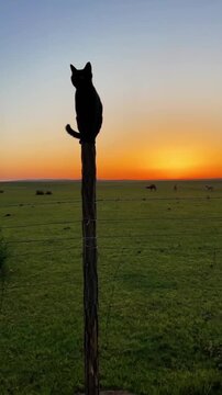 silhouette of a man sitting on a fence