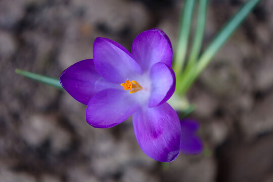 A bright purple crocus flower blooms against a dark spring soil background. Macro photography taken from above detailedly showcases fragile petals, an orange core, and the primrose's first green shoot