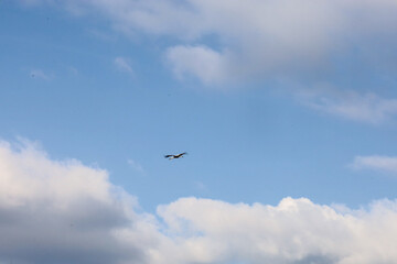 Fototapeta premium A majestic stork flies high in the blue sky among fluffy white and stormy clouds. The frame's vastness conveys an incredible sense of freedom, flight, and natural harmony on a sunny spring day. This s