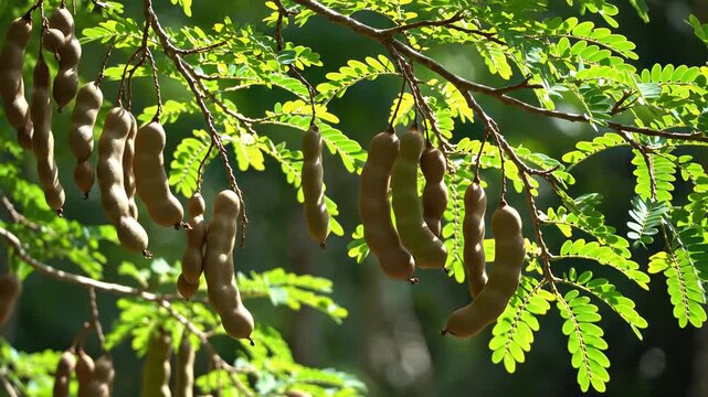 Tamarind pods hanging on leafy branch in bright sun. Tamarind fruit idea reinforced via sour legume angle for agriculture ads, campaigns, food education, recipe content, social concepts