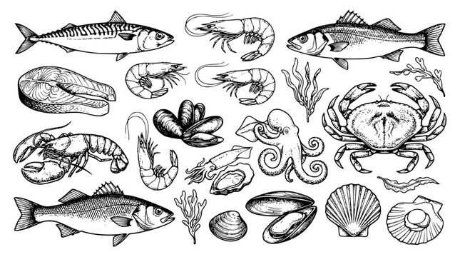 Collection of hand drawn seafood elements with fish crab lobster shrimp and octopus isolated on white background for restaurant menu vector illustration