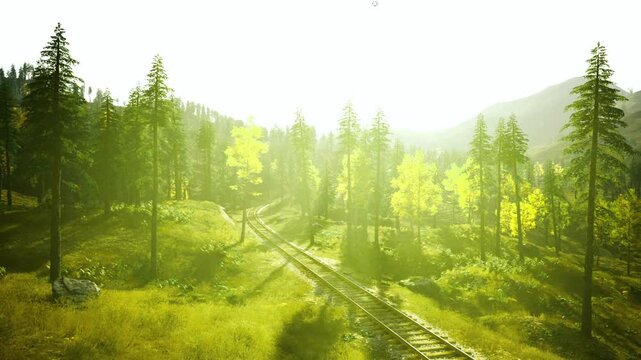 Bright meadow path crossing sunlit forest, dirt trail meets narrow rail among wildflowers and tall grass, morning light creates soft shadows and warm palette,