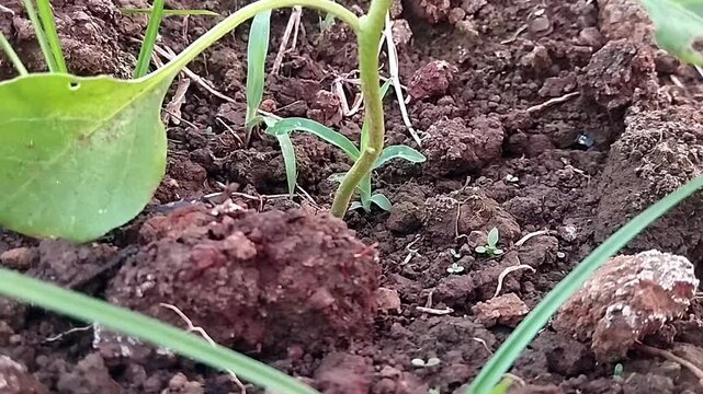 Close up eye level shot of a plant leaf and stem swaying actively next to a large rough soil clod.