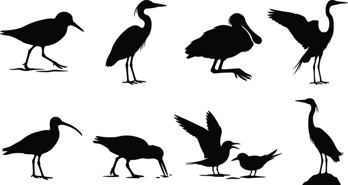 Wading Bird Silhouette Collection with Heron Ibis Spoonbill and Shorebirds