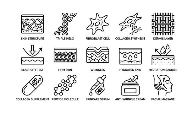 Skin structure and collagen skincare icons for cosmetic labels