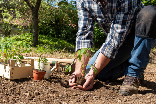 Close-up of farmer's hands holding tomato seedling to be transplanted into soil in an organic field. Garden work in spring. Traditional agriculture.
