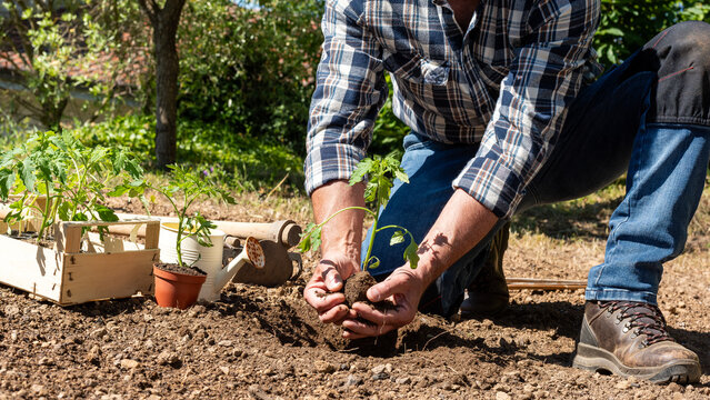 Close-up of farmer's hands holding tomato seedling to be transplanted into soil in an organic field. Garden work in spring. Traditional agriculture.