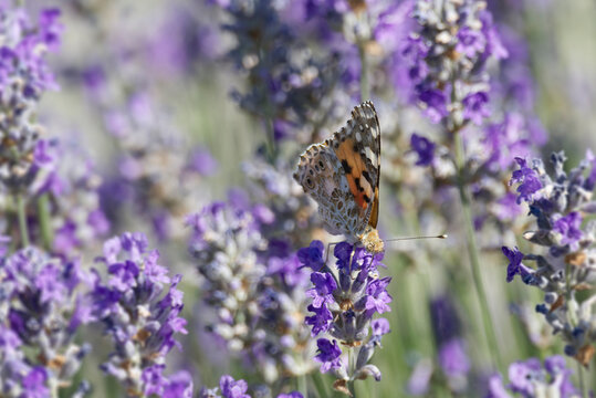 Painted Lady (Vanessa cardui) butterfly perched on lavender in Zurich, Switzerland