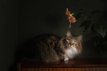cat on the window © kakar