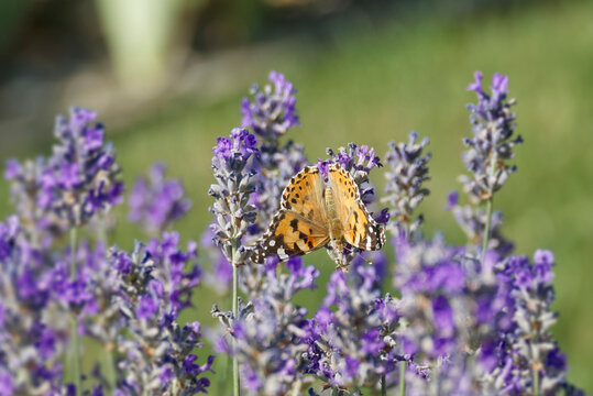 Painted Lady (Vanessa cardui) butterfly perched on lavender in Zurich, Switzerland