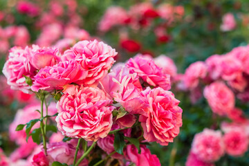 Obraz premium Elegant pink rose flowers blanket the bushes, filling the garden with romantic beauty and natural summer appeal.
