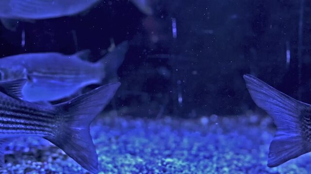 Striped mullet fish swim slowly inside a large aquarium with deep blue lighting. Slow motion underwater footage