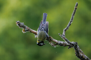 An adult male great tit (Parus major) holding onto a branch upside down against a green background on a summer evening. Wildlife photography with copy space. © Mariia