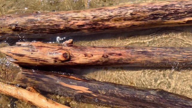 Multiple weathered driftwood logs piled together on a sandy lakeshore washed by waves