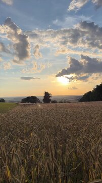 Wheat field at sunset. Countryside summer. 