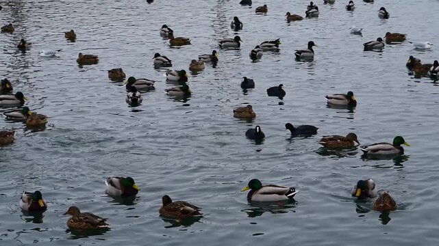 Large number of waterfowl, predominantly Mallards (Anas platyrhynchos), swimming on a freshwater pond.