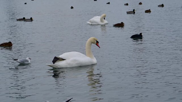 Mute swan (Cygnus olor), identifiable by its white plumage and orange bill with a prominent black basal knob