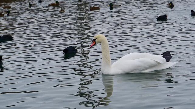 Mute swan (Cygnus olor), identifiable by its white plumage and orange bill with a prominent black basal knob