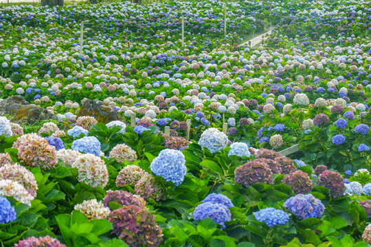Hydrangea flower blooming in flower garden, Hydrangea macrophylla,purple and blue hydrangea bush a in full bloom.