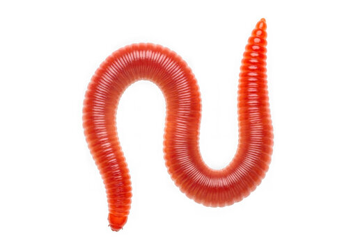 Single red earthworm crawling on the ground isolated on transparent background
