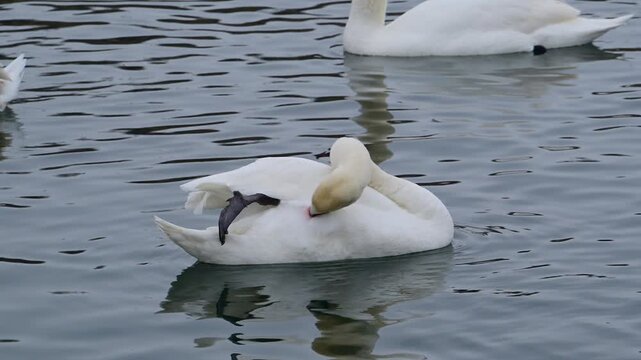 Mute swan (Cygnus olor), identifiable by its white plumage and orange bill with a prominent black basal knob