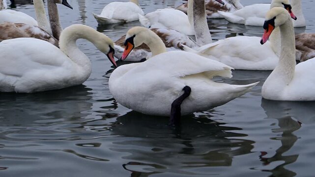 A flock of mute swans (Cygnus olor) with characteristic white plumage and distinctive orange bills gathered on an open freshwater body during the winter season