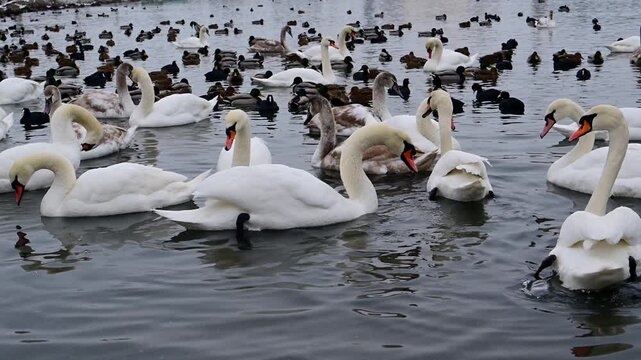 A flock of mute swans (Cygnus olor) with characteristic white plumage and distinctive orange bills gathered on an open freshwater body during the winter season