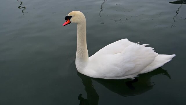 Large white bird, the mute swan (Cygnus olor), identifiable by its orange bill and the distinctive black basal knob