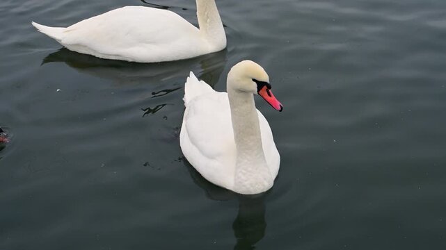 Large white bird, the mute swan (Cygnus olor), identifiable by its orange bill and the distinctive black basal knob