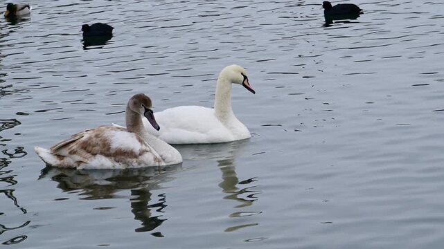Adult mute swan (Cygnus olor) characterized by entirely white plumage, an orange bill, and a prominent black basal knob