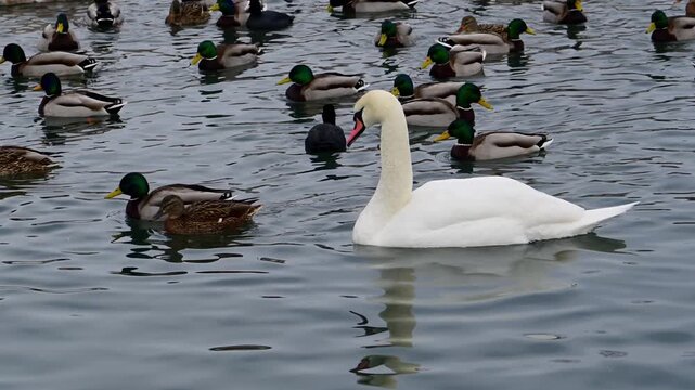 Numerous waterfowl inhabit the freshwater reservoir, including the large Mute Swan (Cygnus olor), readily identified by its characteristic orange bill with a black basal knob