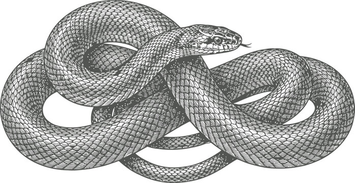 Intricate engraving of a coiled serpent in a vintage style rendered with fine detail and dramatic contrast for conceptual representation