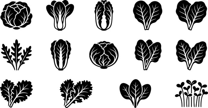 Set of various fresh leafy green vegetables and salad icons.