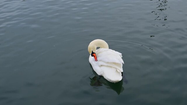Large white bird, the mute swan (Cygnus olor), identifiable by its orange bill and the distinctive black basal knob