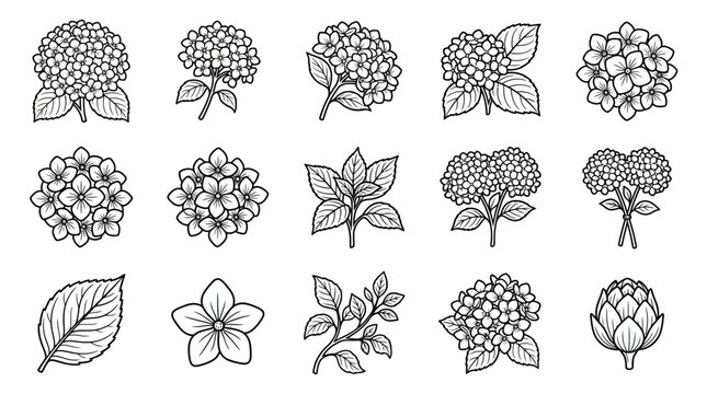 Hydrangea Flower Botanical Illustration Set - Hand Drawn Vector Elements