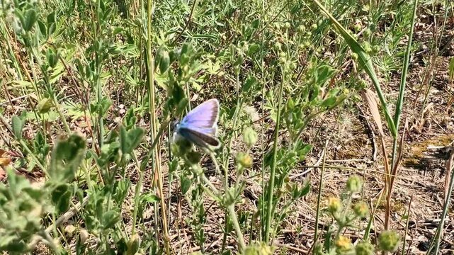 Common blue butterfly Polyommatus icarus resting on wild plant stem in natural meadow habitat